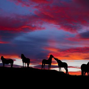 Caballos Silueteados al Atardecer