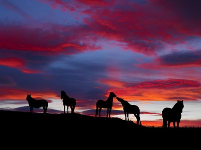 Caballos Silueteados al Atardecer