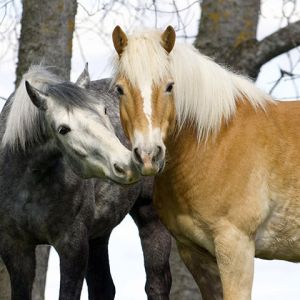 Hermosos Caballos en la Naturaleza