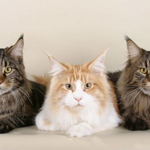 Gatos Maine Coon