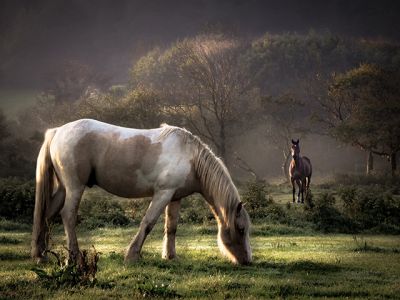 Caballos Majestuosos en la Naturaleza