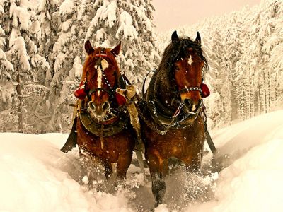 Caballos en Paisaje Nevado