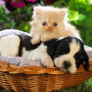 Cachorro y Gatito Juntos
