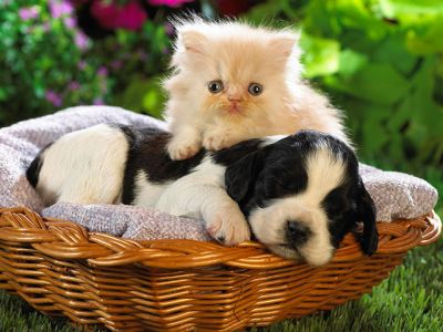 Cachorro y Gatito Juntos