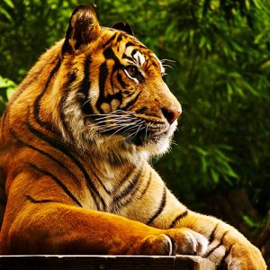 Tigre Majestuoso en la Naturaleza