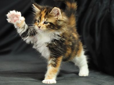 Gatito Calico Juguetón