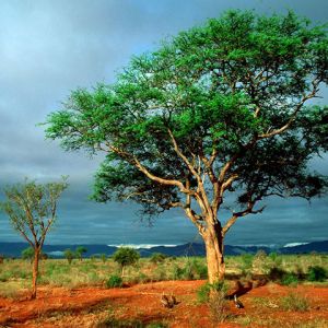 Paisaje Verde con Árbol