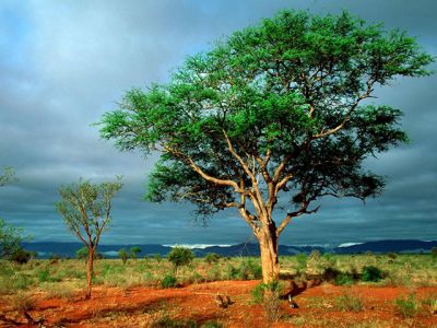 Paisaje Verde con Árbol