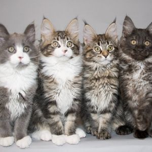 Gatitos Maine Coon Adorables
