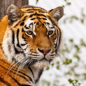 Tigre Majestuoso en Primer Plano