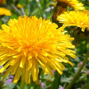 Diente de León Amarillo Brillante