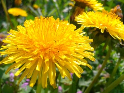 Diente de León Amarillo Brillante