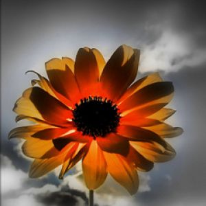 Flor Vibrante al Atardecer