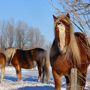 Caballos majestuosos en la nieve