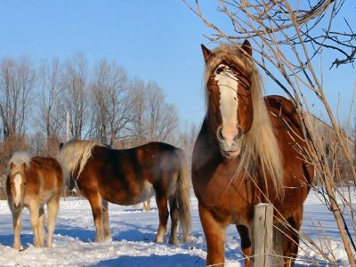 Caballos majestuosos en la nieve