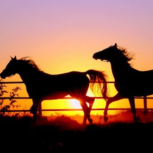 Siluetas de Caballos al Atardecer