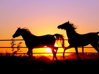Siluetas de Caballos al Atardecer