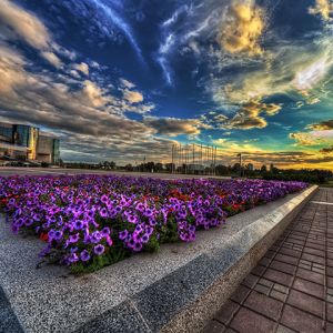 Atardecer Vibrante Sobre Jardín de Flores