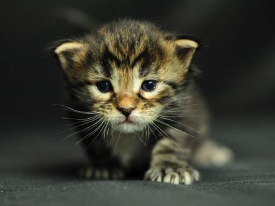 Adorable Gatito en Primer Plano
