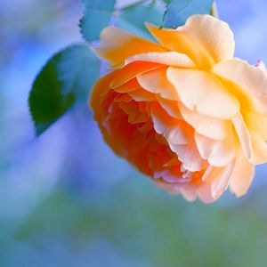 Hermosa Rosa Naranja