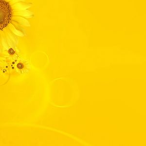 Fondo de Girasoles Brillantes