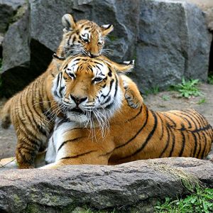 Tigres Majestuosos en la Naturaleza