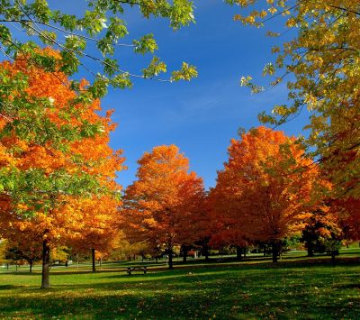 Árboles de Otoño en Colores Vibrantes