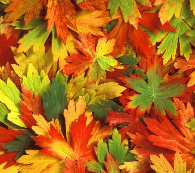 Hojas de Otoño Coloridas