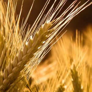 Campos de Trigo Dorado