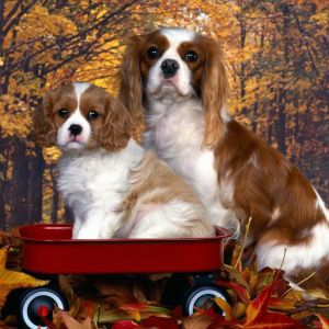 Cavalier King Charles Spaniels Adorables