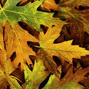 Hojas de Otoño Coloridas