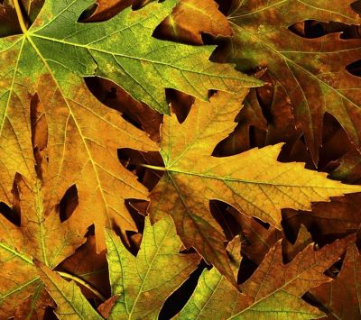 Hojas de Otoño Coloridas