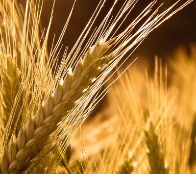 Campos de Trigo Dorado