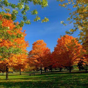 Árboles de Otoño en Colores Vibrantes