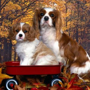 Cavalier King Charles Spaniels Adorables