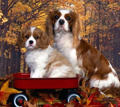 Cavalier King Charles Spaniels Adorables