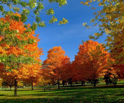 Árboles de Otoño en Colores Vibrantes