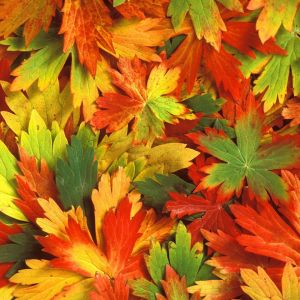 Hojas de Otoño Coloridas