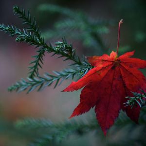 Hoja de arce roja en pino