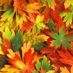 Hojas de Otoño Coloridas