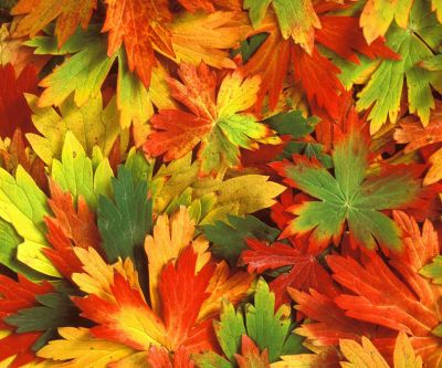 Hojas de Otoño Coloridas