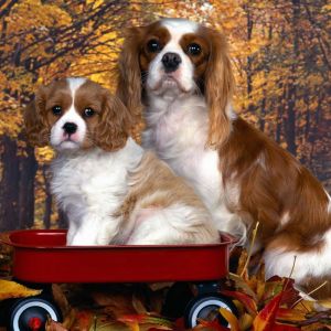 Cavalier King Charles Spaniels Adorables
