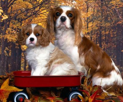 Cavalier King Charles Spaniels Adorables