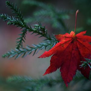 Hoja de Arce Roja Vibrante