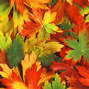 Hojas de Otoño Coloridas