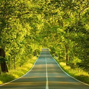 Camino Escénico Rodeado de Árboles