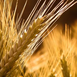 Campos de Trigo Dorado