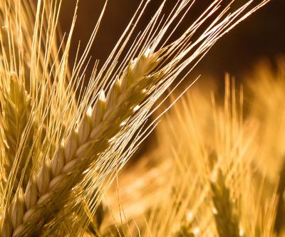 Campos de Trigo Dorado