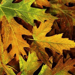 Fondo de Hojas de Otoño