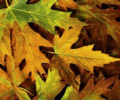 Fondo de Hojas de Otoño